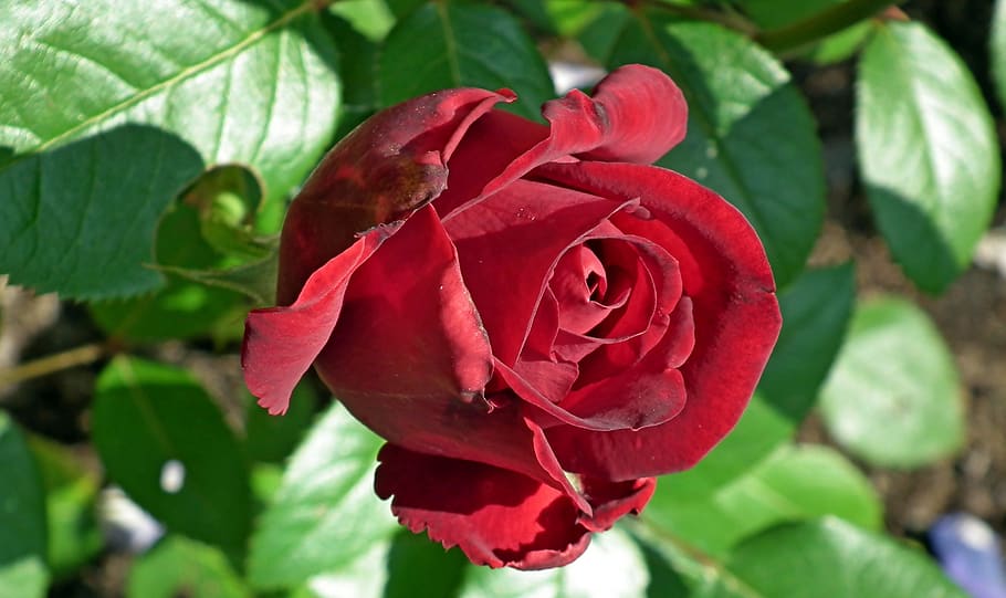 rose, flower, red, romantic, beauty, love, garden, valentine's day HD wallpaper