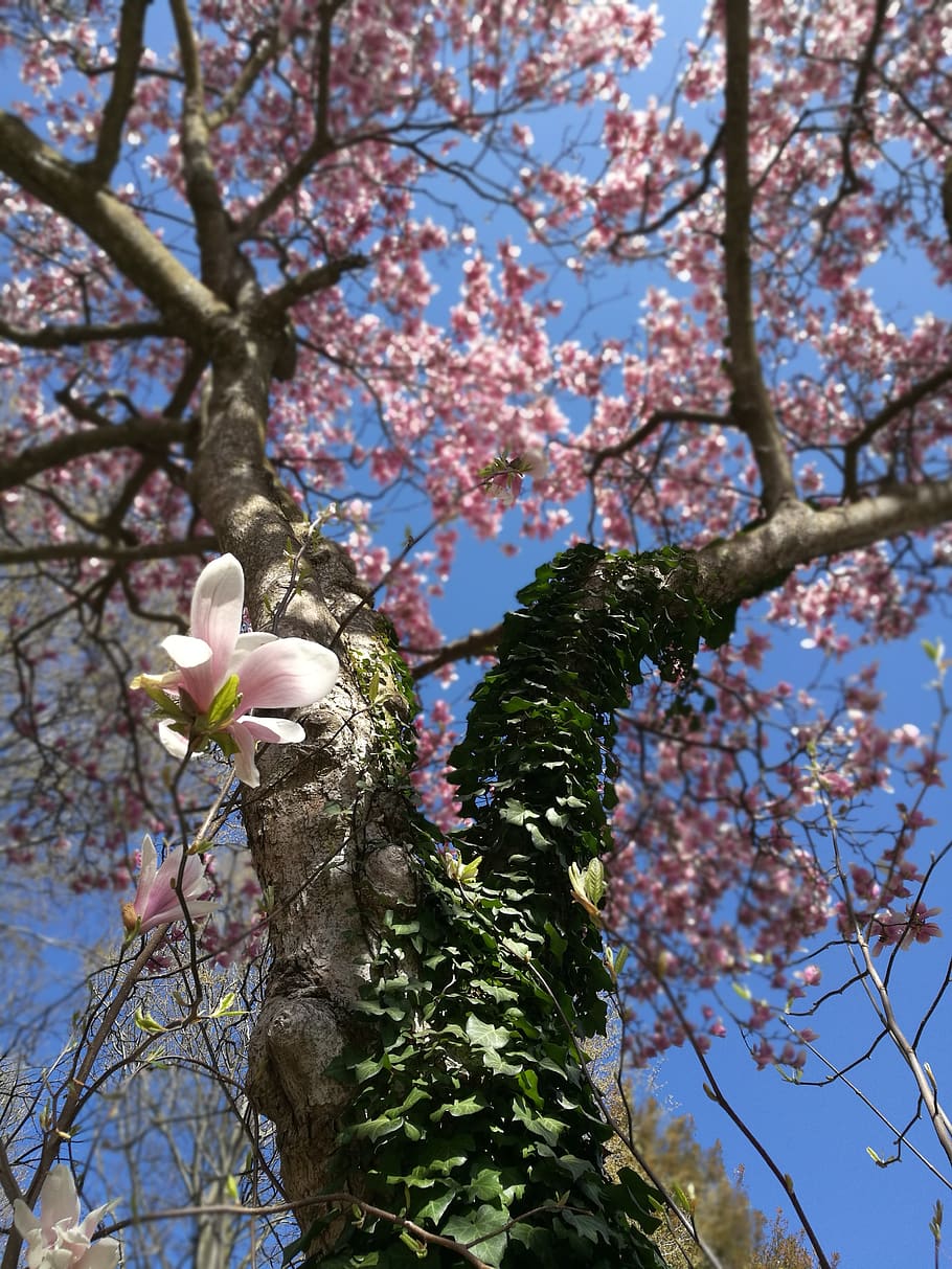 spring, tree, bloom, flower, magnolia, plant, flowering plant HD wallpaper