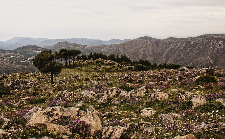 mountain, beauty in nature, plant, scenics - nature, sky, tranquil scene HD wallpaper