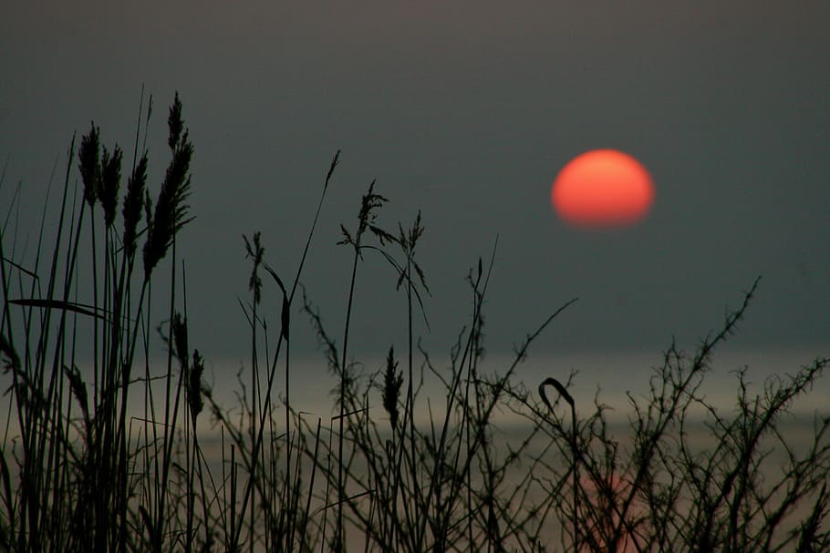 sea, sun, sunset, plant, sky, beauty in nature, tranquility HD wallpaper
