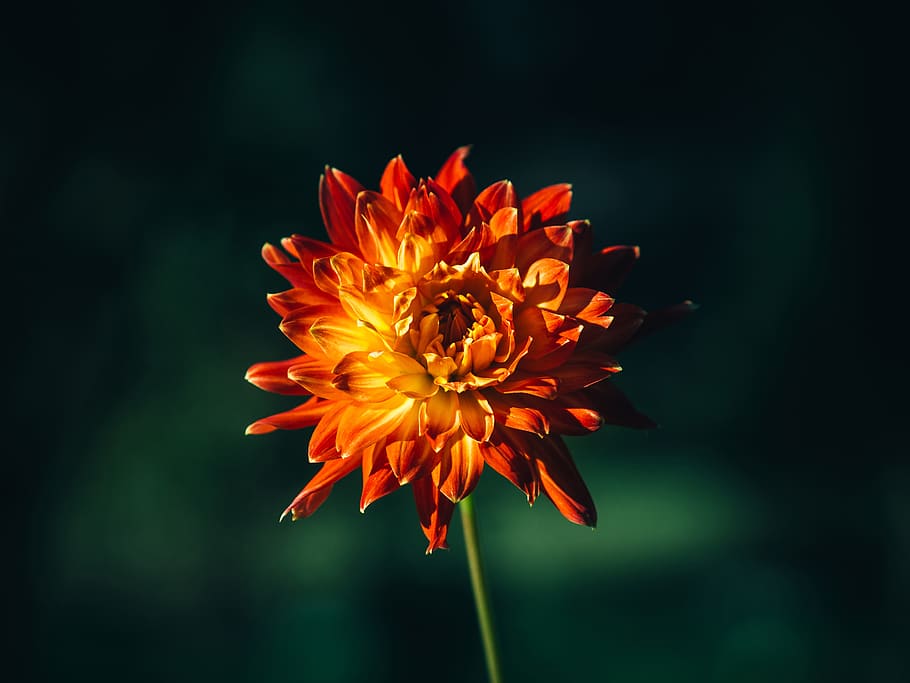 orange, flower, nature, flowering plant, vulnerability, fragility HD wallpaper