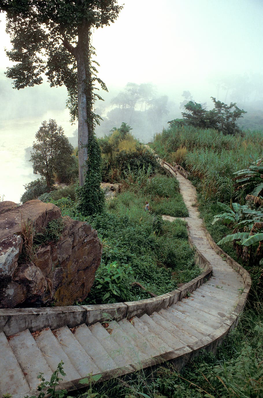jungle, path, river, plant, tree, tranquility, nature, tranquil scene HD wallpaper