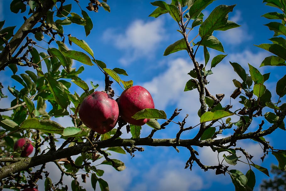 apple tree, summer, nature, healthy eating, fruit, food and drink HD wallpaper