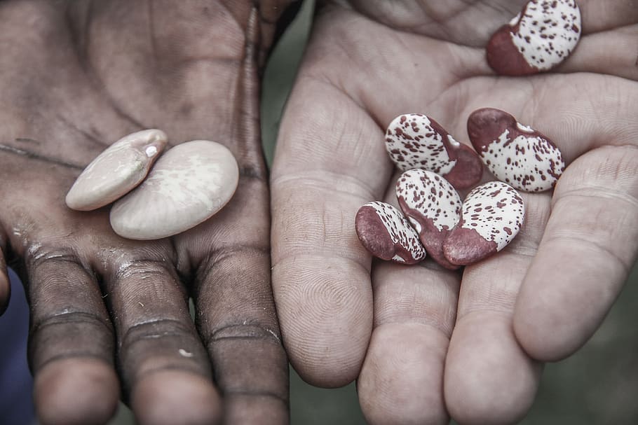 ethiopia, beans, hands, human hand, human body part, close-up HD wallpaper