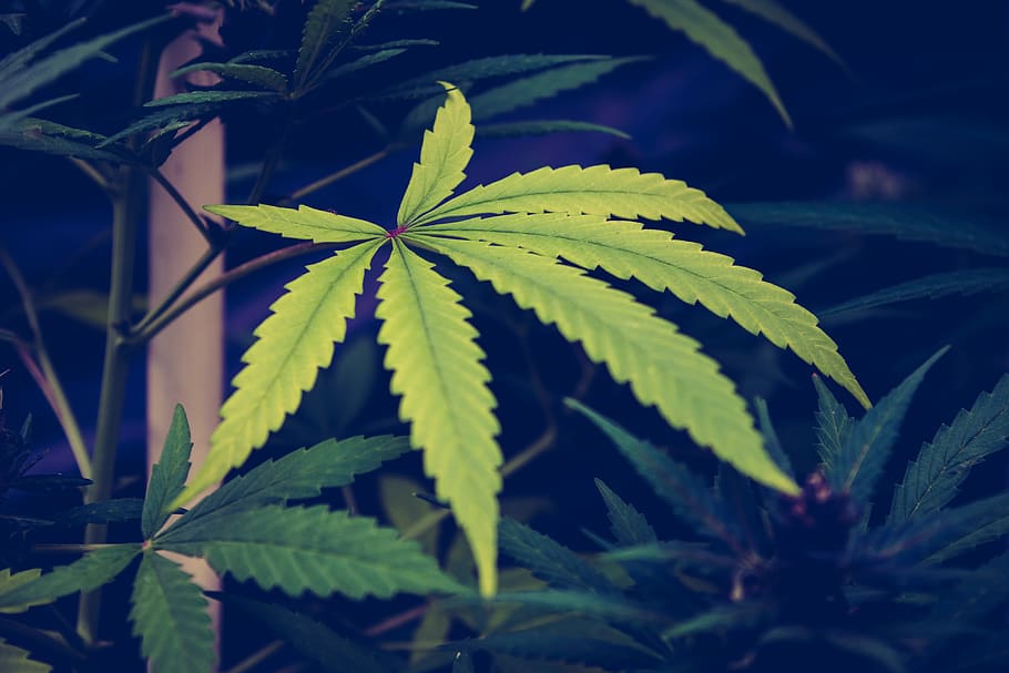 HD wallpaper: green marijuana leaf, plant, weed, bird, animal, hemp,  cannabis | Wallpaper Flare