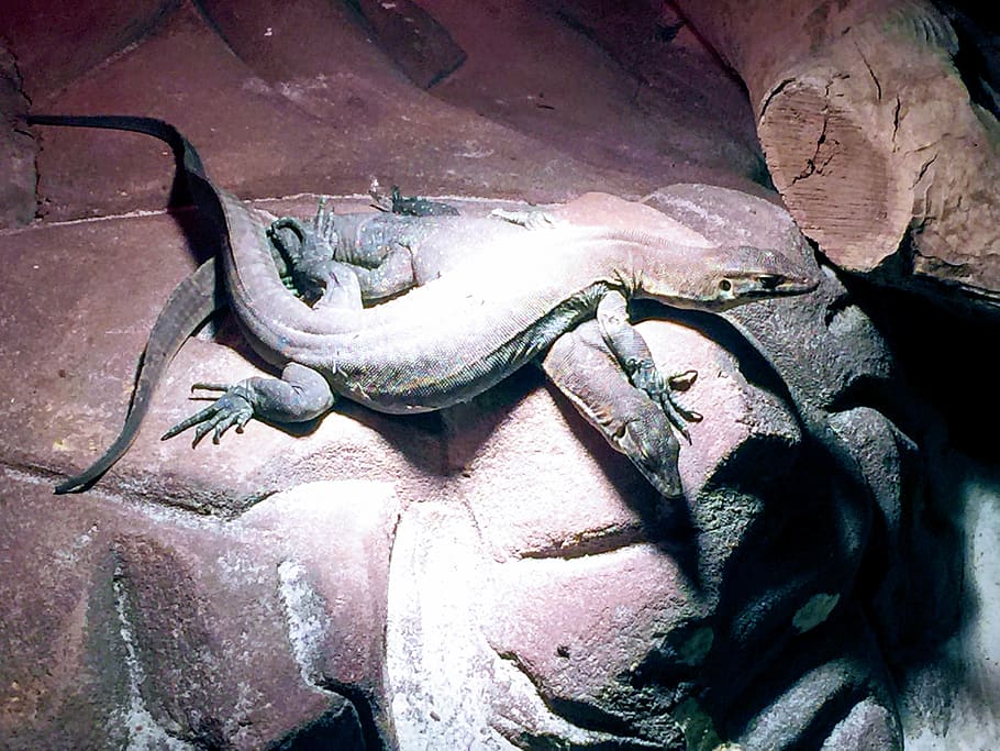 australia, whiteman, perth, nature, red, rot, lizards, stone HD wallpaper