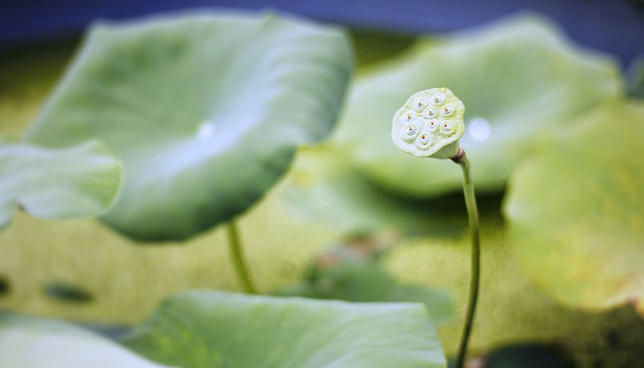 flower, plant, flowering plant, beauty in nature, fragility HD wallpaper