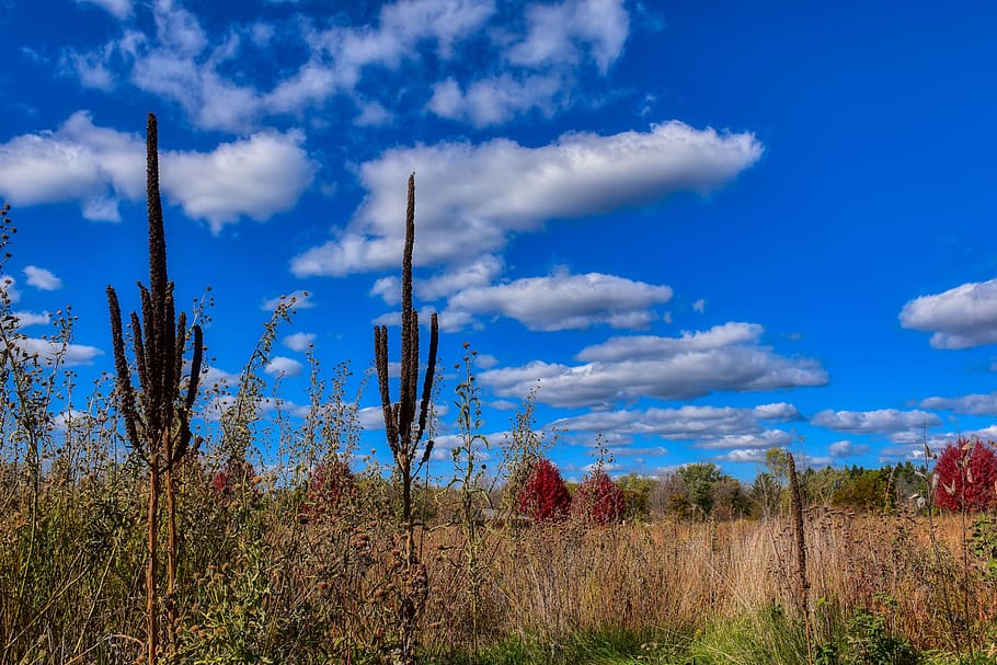 fall, prairie, nature, field, landscape, grass, autumn, cloud - sky HD wallpaper