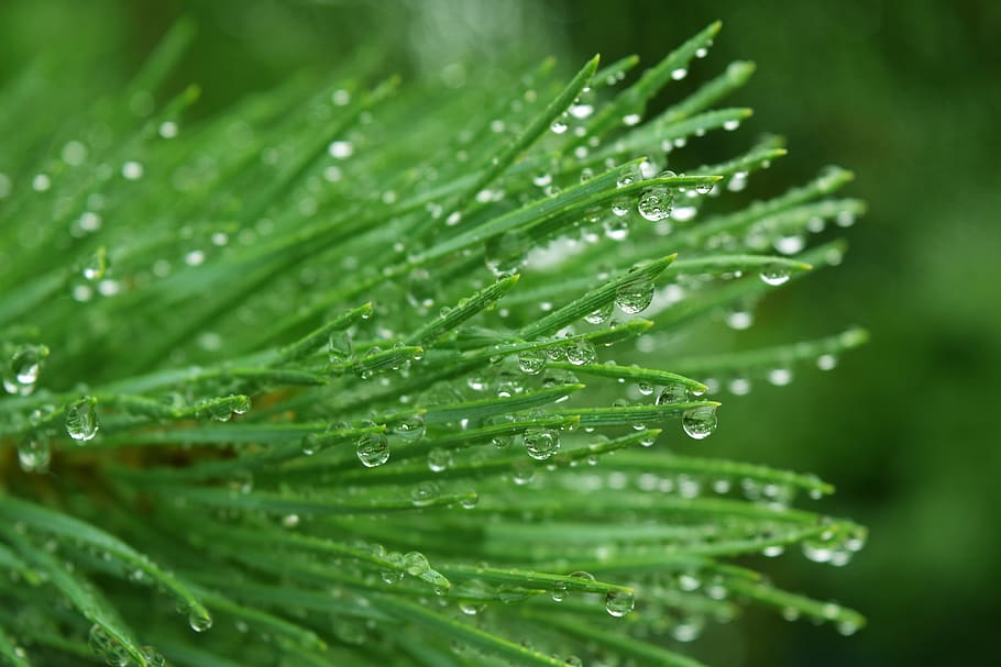 coniferous, branch, needles, drops, rosa, macro, drops of water HD wallpaper
