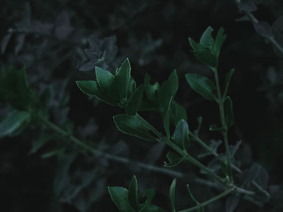 croatia, leaf, green, blacks, deep, dark photo, leafs, moody HD wallpaper
