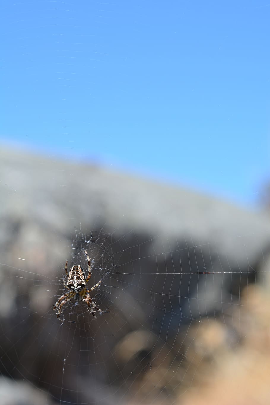 spider, spider web, insect, nature, closeup, macro, arachnids HD wallpaper