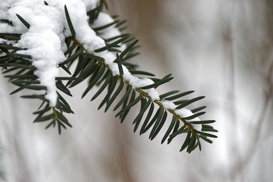 Snow Covered Plant, close-up, macro, snowcapped, winter, tree HD wallpaper