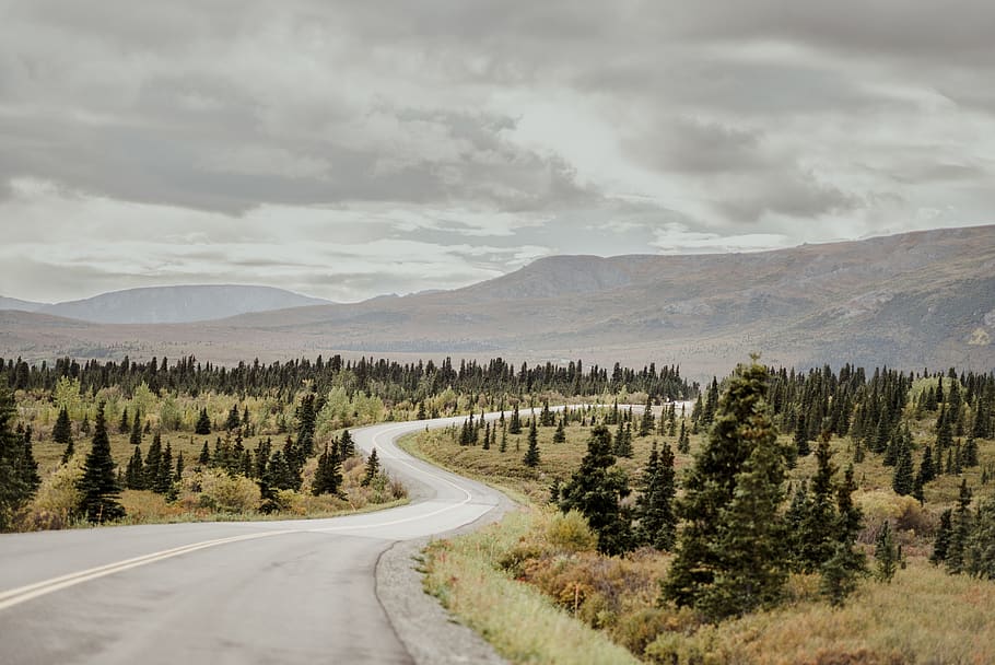 green leafed trees, road, dirt road, gravel, united states, denali national park and preserve HD wallpaper
