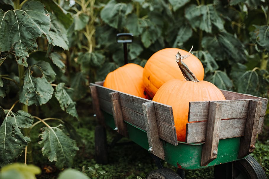 three pumpkins on brown wooden wagon, leaf, foliage, gourd, squash HD wallpaper