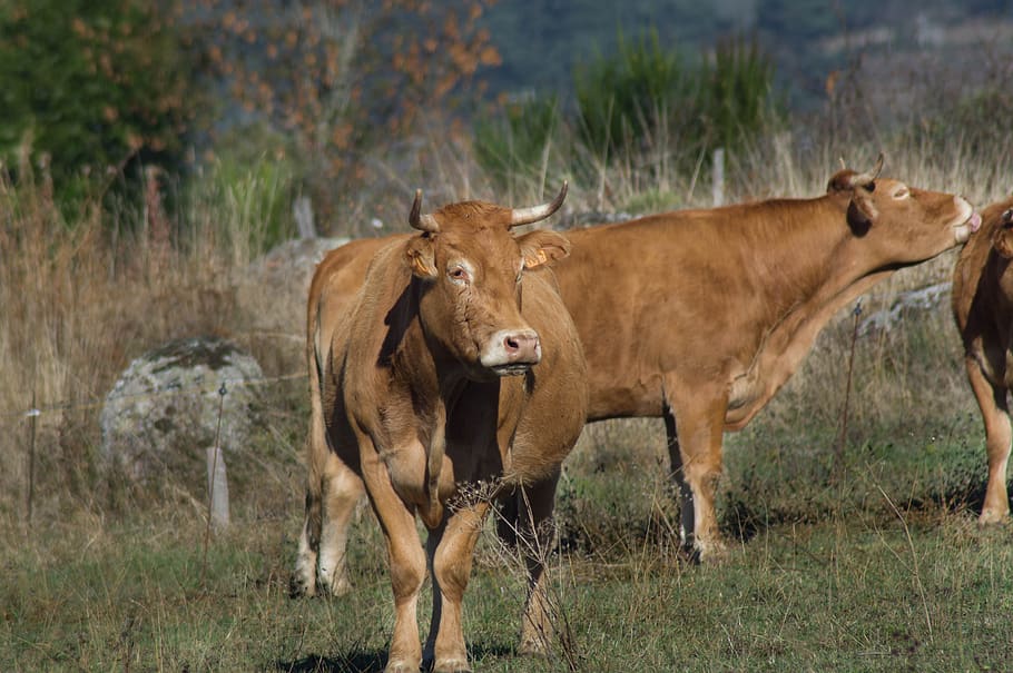 cow, race, aubrac, breeding, herd, livestock, animal, mammal HD wallpaper