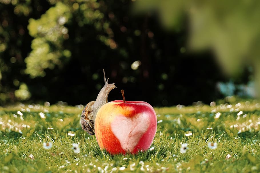 apple, fruit, sweet, fresh, snail, insect, nature, food, healthy eating HD wallpaper