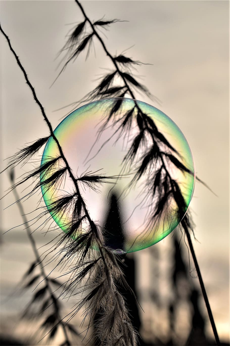 soap bubble, backlighting, mood, shimmer, rainbow colors, sunrise HD wallpaper