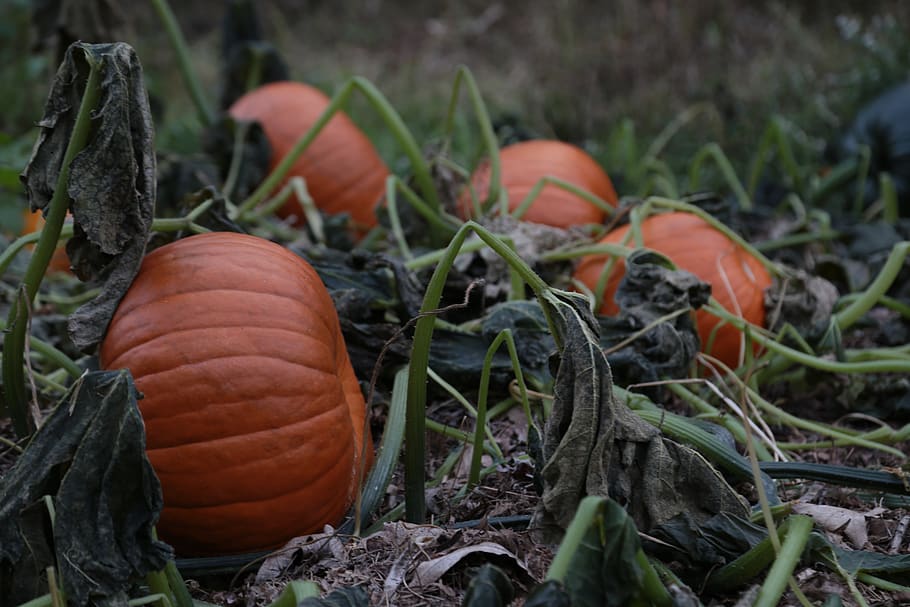 pumpkin, fall, autumn, field, harvest, countryside, nature HD wallpaper