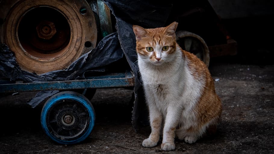hong kong, tuen mun, domestic, mammal, animal themes, domestic animals HD wallpaper