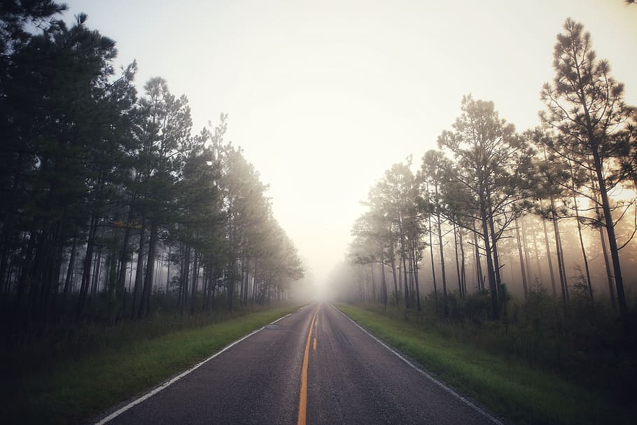 empty road, dirt road, gravel, tree, plant, flora, highway, conifer HD wallpaper