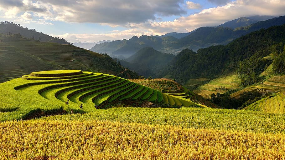 agriculture-vietnam-terraces-vietnam-agriculture.jpg