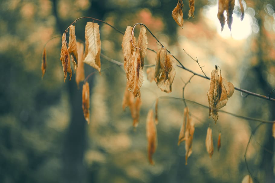 forest, tree, fall, bokeh, blur, plant, growth, close-up, nature HD wallpaper