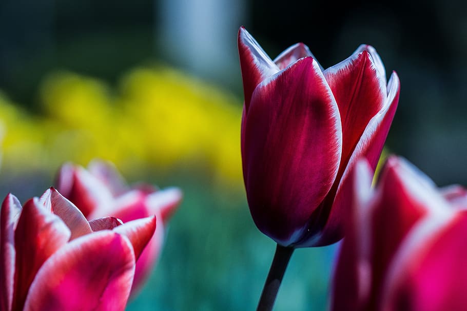 tulip, red, close up, spring flower, flowering plant, petal HD wallpaper