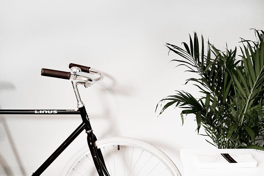 white road bike beside green plants, bicycle, fern, minimal, linus bike