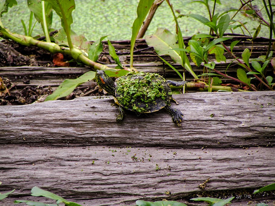 turtle on tree, grassy island, united states, tortoise, sea life HD wallpaper