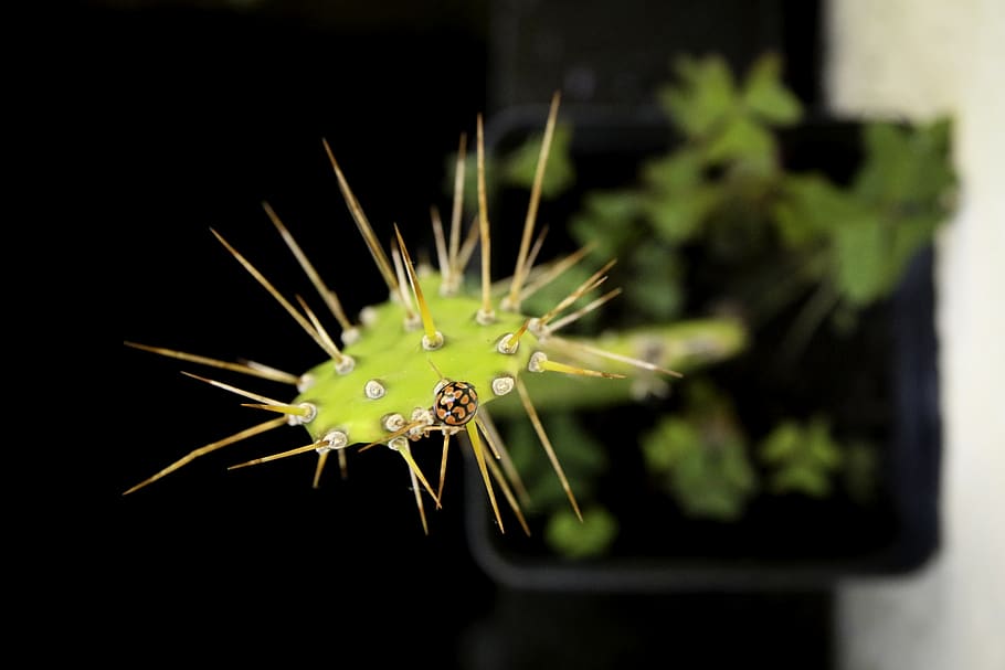 cactus, ladybug, ladybird, insect, plant, pot, flower, close-up HD wallpaper