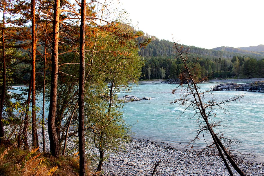 altai, mountains, river, trees, autumn, siberia, russia, water HD wallpaper