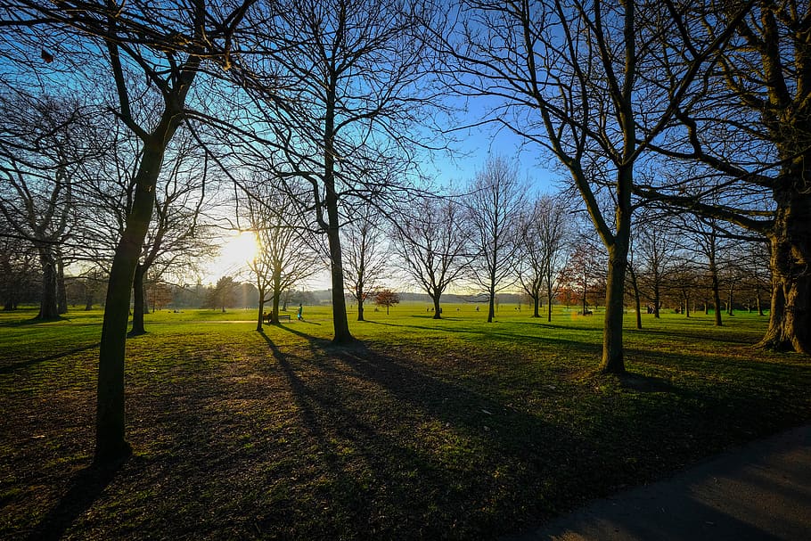 plant, grass, tree, lawn, tree trunk, outdoors, park, ground HD wallpaper