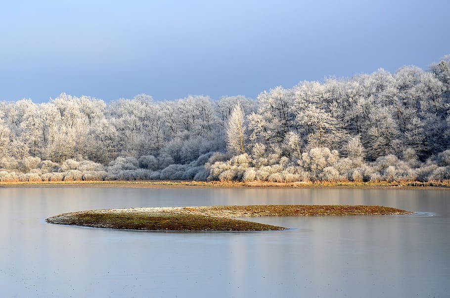frost, winter, cold, frozen, nature, ice, crystals, forest HD wallpaper