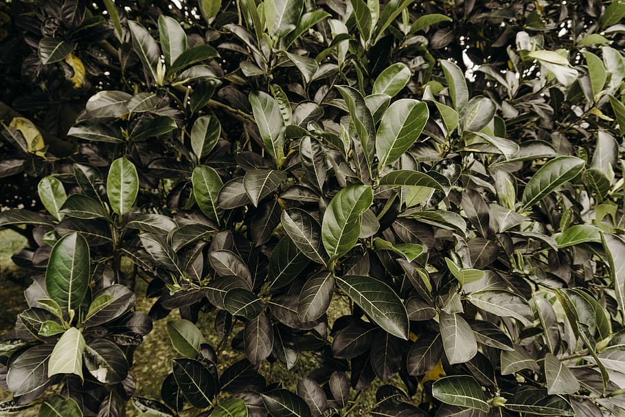 Photography of Leaves, close-up, foliage, plant part, leaf, green color HD wallpaper
