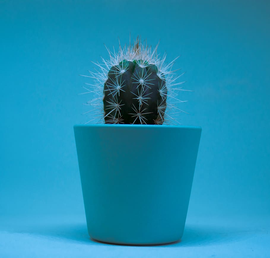 blue, succulent plant, cactus, colored background, indoors HD wallpaper