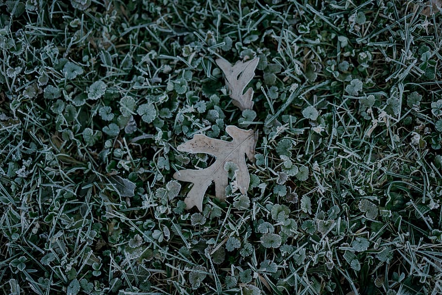 nature, tree, trees, grass, green, cold, fall, winter, december HD wallpaper