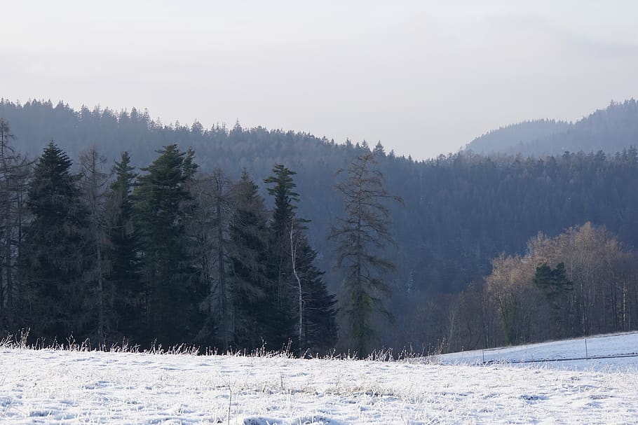 winter, black forest, cold, nature, wintry, snowy, mountain HD wallpaper