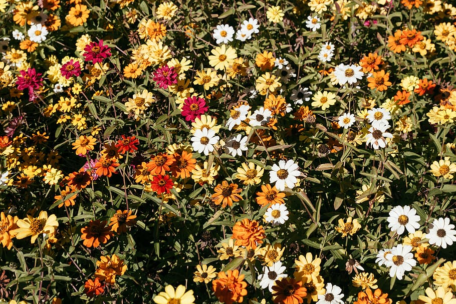 madrid, spain, plants, botanic, flowers, colorful, daisies HD wallpaper