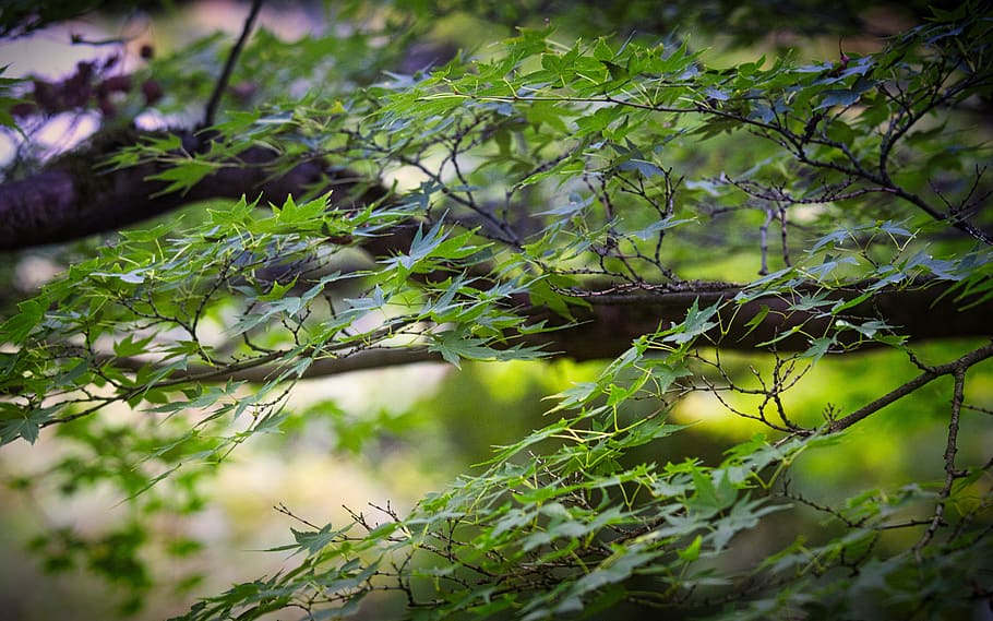 maple, branch, leaves, green, botany, background, leaf, nature HD wallpaper