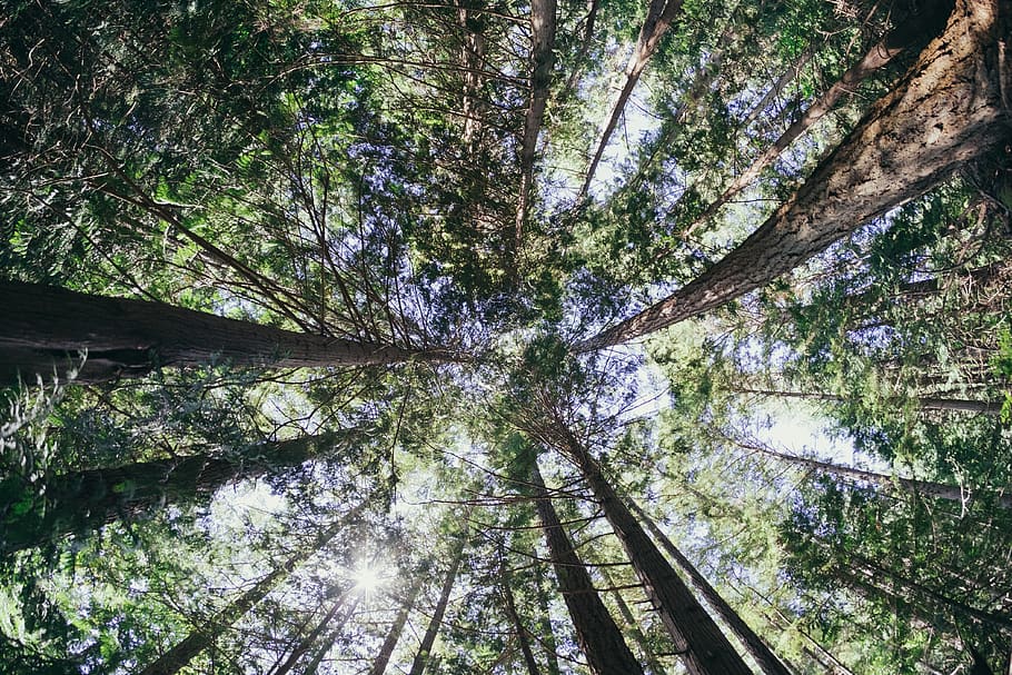 tree, trees, forest, wide-angle, pine trees, crown, crown shyness, HD wallpaper