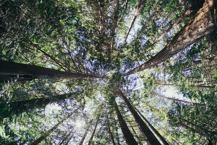 tree, trees, forest, wide-angle, pine trees, crown, crown shyness HD wallpaper