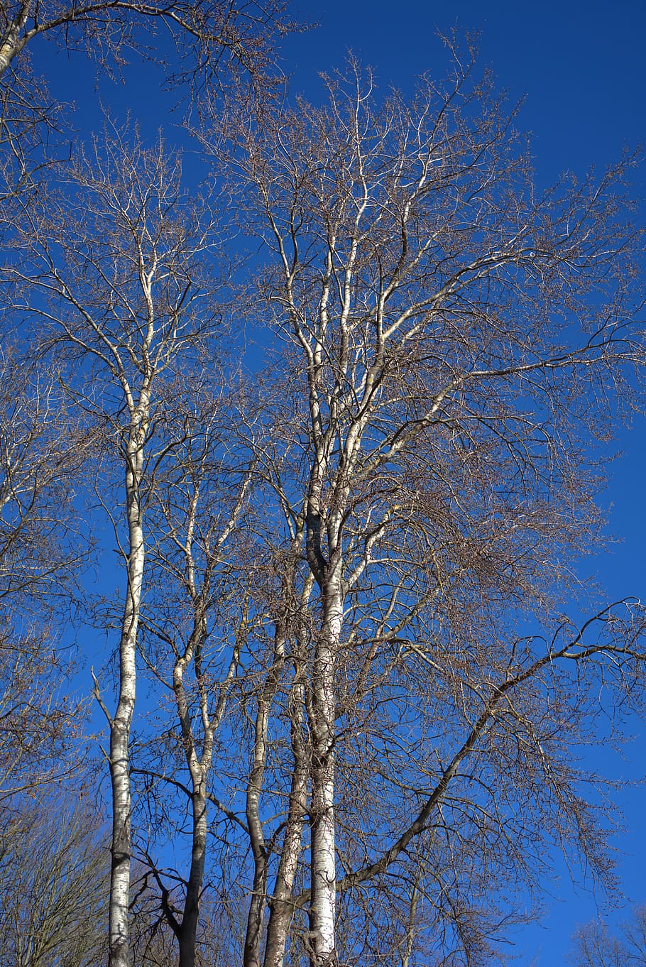 tree, forest, wood, log, environment, autumn, sky, blue, landscape HD wallpaper