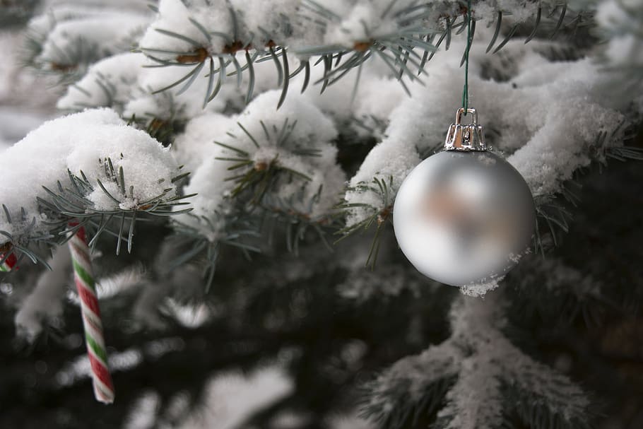 christmas, snow, winter, trees, evergreen, cold temperature HD wallpaper