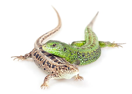 lizard, action, animal, background, beauty, black, body, brown HD wallpaper