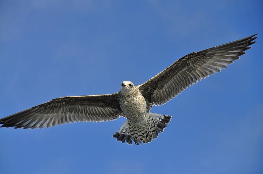 seagull, flying, in flight, bird, wildlife, nature, wings, seabird HD wallpaper