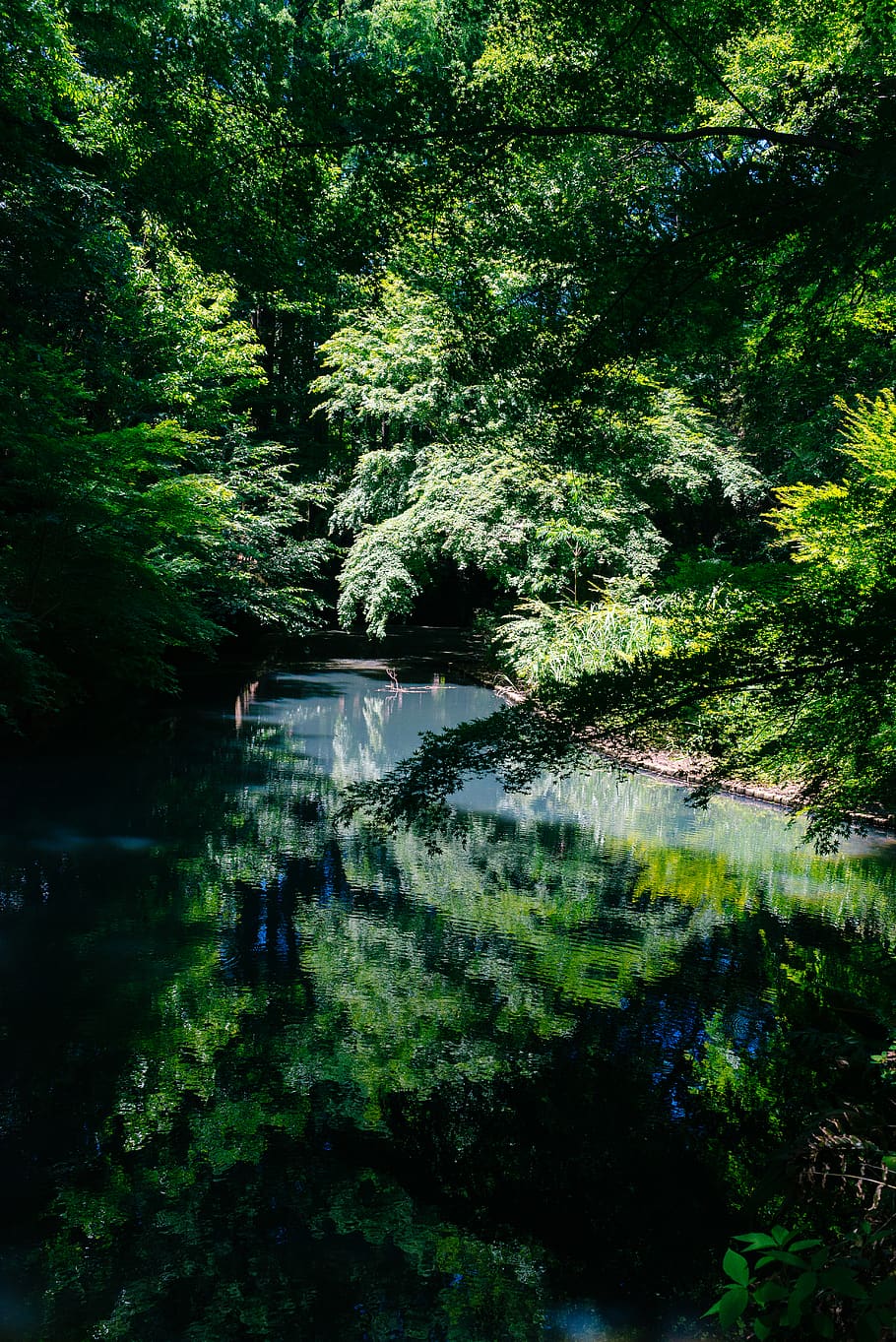 wallpaper, shadow, tree, nature, blue, green, sunlight, reflection HD wallpaper