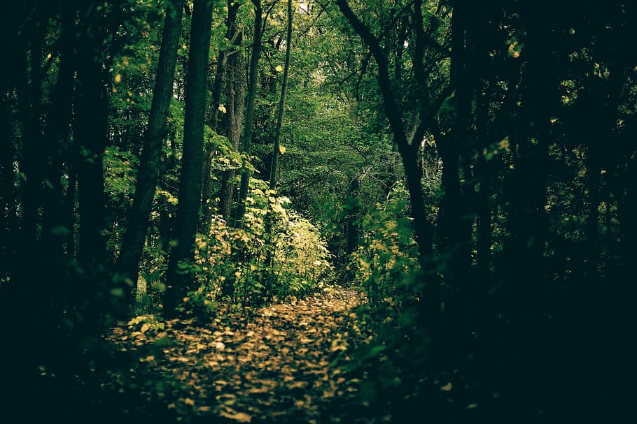 green leafed trees with trail during daytime, vegetation, plant HD wallpaper