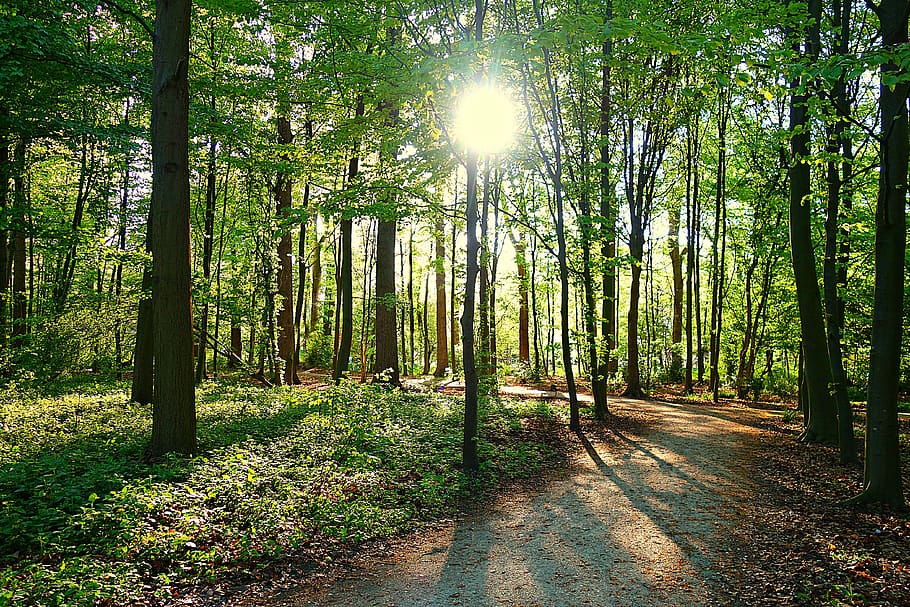 tree, forest, path, park, sun, sunlight, sunbeam, shadow, woods HD wallpaper