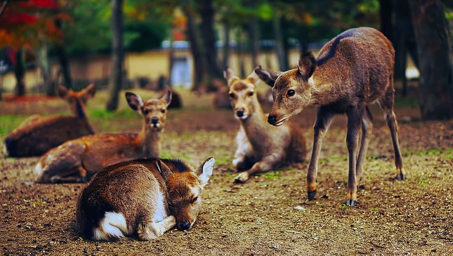 Deer on Field, animals, cute, grass, wildlife, animal themes HD wallpaper