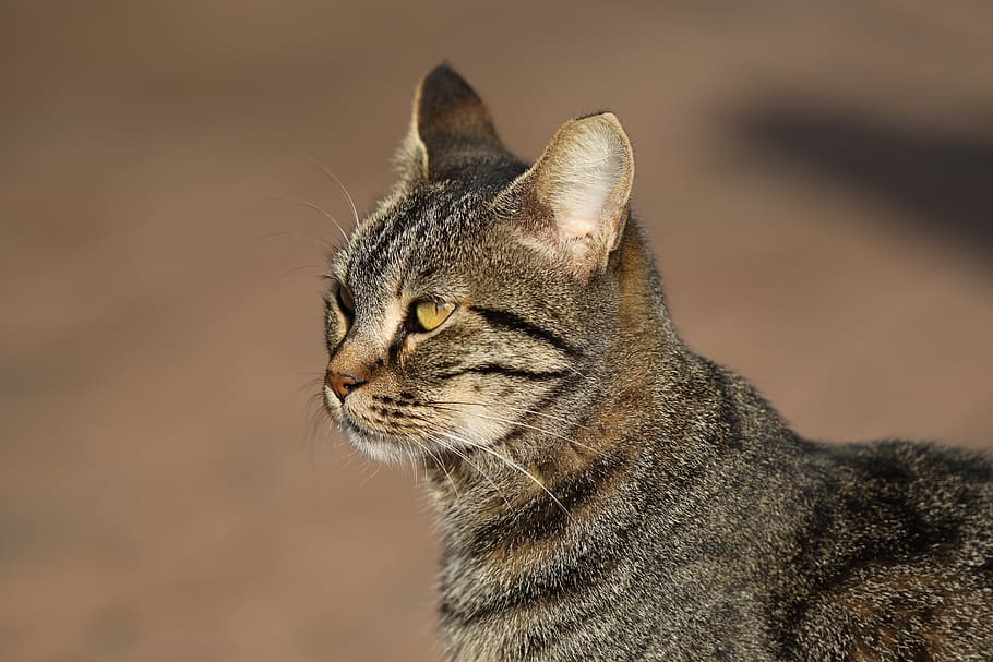 cat, close up, portrait, head, eyes, whiskers, one animal, animal themes HD wallpaper